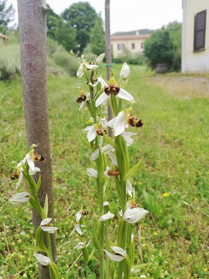 Valle Del Poggio Nocera Umbra Εξωτερικό φωτογραφία